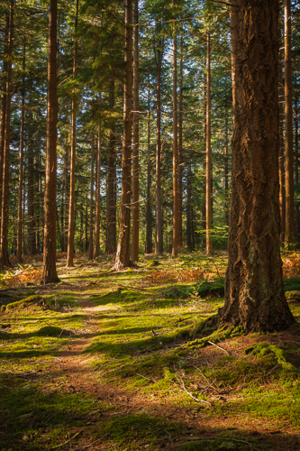 Golden Path, Bolderwood
